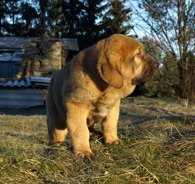 Anuler Alvaro 11 weeks old
Est Ch Elton z Kraje Sokolu x Anais Rio Rita
Born: 18.10.2008
Keywords: anuler puppyestonia