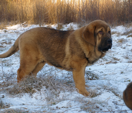 Anuler Alvaro 3 month
EST CH Elton z Kraje Sokolu x Anais Rio Rita
Born: 18.10.2008
Keywords: anuler puppyestonia snow nieve