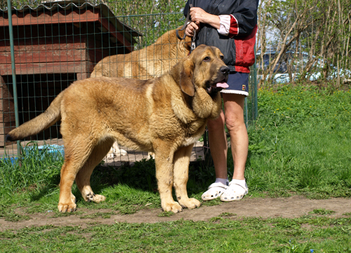 Anuler Alvaro 6,6 month old
CH Elton z Kraje Sokolu x Anais Rio Rita
