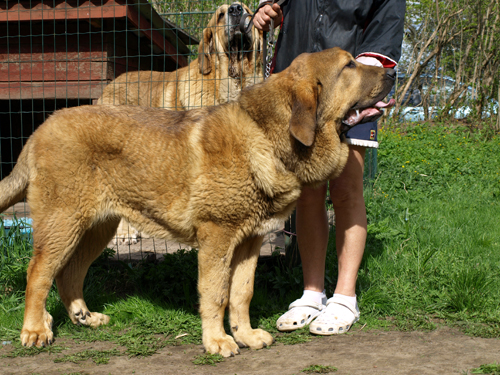 Anuler Alvaro 6,6 month old
CH Elton z Kraje Sokolu x Anais Rio Rita
