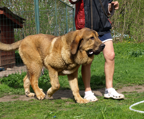 Anuler Alvaro 6,6 month old
CH Elton z Kraje Sokolu x Anais Rio Rita
