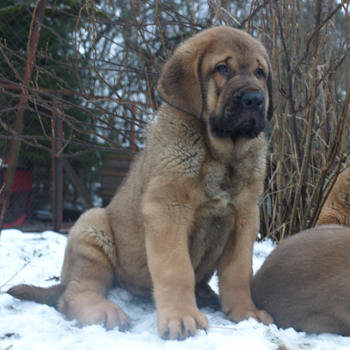 Alvaro 9 weeks old
Est Ch  Elton z Kraje Sokolu (Massai) X  Anais Rio Rita (Anja)
18.10.2008

Keywords: puppyestonia anuler snow nieve