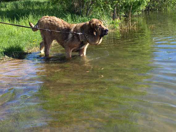 7 month old Anuler Alvaro at the lake (Elton z Kraje Sokolu x Anais Rio Rita)
first time in the water......
