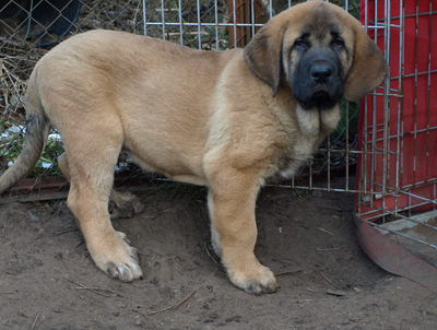 Anuler Amado 11 weeks old
Est Ch Elton z Kraje Sokolu x Anais Rio Rita
Born: 18.10.2008
Keywords: anuler puppyestonia