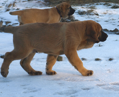 Anuler Amado 11 weeks old
Est Ch Elton z Kraje Sokolu x Anais Rio Rita
Born: 18.10.2008
Keywords: anuler puppyestonia snow nieve