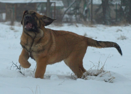 Anuler Amado 3 month
EST CH Elton z Kraje Sokolu x Anais Rio Rita
Born: 18.10.2008
Keywords: anuler puppyestonia snow nieve