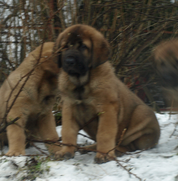 Amado 9 weeks old
Est Ch  Elton z Kraje Sokolu (Massai) X  Anais Rio Rita (Anja)
18.10.2008

Keywords: puppyestonia anuler snow nieve