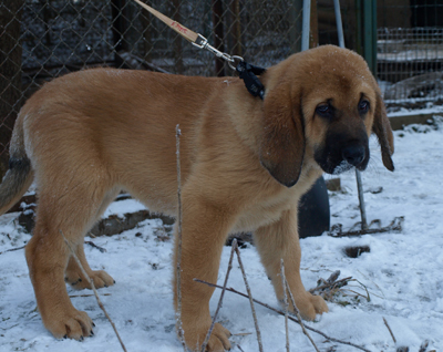 Anuler Angelita 11 weeks old
Est Ch Elton z Kraje Sokolu x Anais Rio Rita
Born: 18.10.2008
Keywords: anuler puppyestonia snow nieve