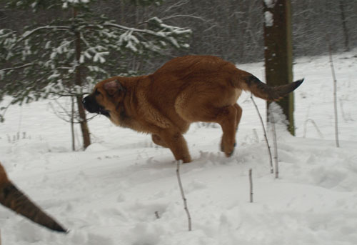 Anuler Angelita 3 month
EST CH Elton z Kraje Sokolu x Anais Rio Rita
Born: 18.10.2008
Keywords: anuler puppyestonia snow nieve