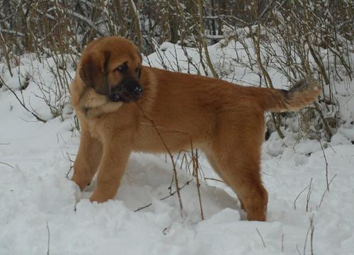 Anuler Angelita 3 month
EST CH Elton z Kraje Sokolu x Anais Rio Rita
Born: 18.10.2008
Keywords: anuler puppyestonia snow nieve