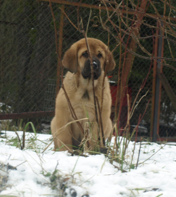 Angelita 9 weeks old
Est Ch  Elton z Kraje Sokolu (Massai) X  Anais Rio Rita (Anja)
18.10.2008

Keywords: puppyestonia anuler snow nieve