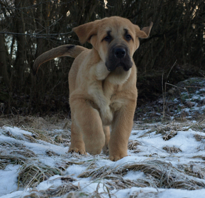 Anuler Aureliano 11 weeks old
Est Ch Elton z Kraje Sokolu x Anais Rio Rita
Born: 18.10.2008
Keywords: anuler puppyestonia snow nieve