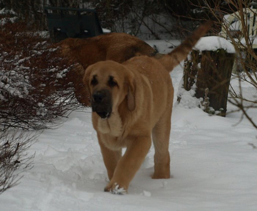 Anuler Aureliano 3 month
EST CH Elton z Kraje Sokolu x Anais Rio Rita
Born: 18.10.2008
Keywords: anuler puppyestonia snow nieve