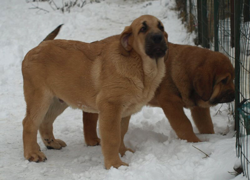 Anuler Aureliano 3 month
EST CH Elton z Kraje Sokolu x Anais Rio Rita
Born: 18.10.2008
Keywords: anuler puppyestonia snow nieve