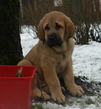 Aureliano 9 weeks old
Est Ch  Elton z Kraje Sokolu (Massai) X  Anais Rio Rita (Anja)
18.10.2008

Keywords: puppyestonia anuler snow nieve