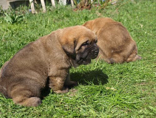 3 weeks old female puppy (Massai x Coco)
Elton z Kraje Sokolu x Coco Herbu Wielka Lapa
Keywords: anuler