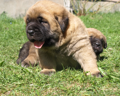 3 weeks old female puppy (Massai x Coco)
Elton z Kraje Sokolu x Coco Herbu Wielka Lapa
Keywords: anuler