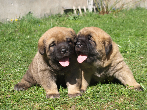 Very tired after first steps.......3 weeks old female puppies (Massai x Coco)
Elton z Kraje Sokolu x Coco Herbu Wielka Lapa
Keywords: anuler