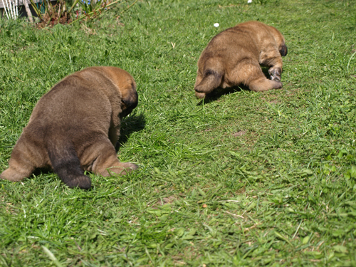 First steps....
Elton z Kraje Sokolu x Coco Herbu Wielka Lapa
Keywords: anuler