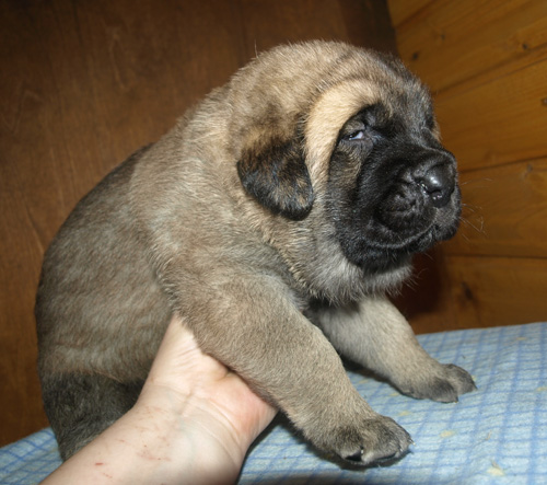 Female puppy 21 days old
Est Ch  Elton z Kraje Sokolu (Massai) X  Anais Rio Rita (Anja)
18.10.2008

Keywords: puppyestonia