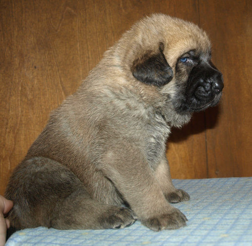 Female puppy 21 days old
Est Ch  Elton z Kraje Sokolu (Massai) X  Anais Rio Rita (Anja)
18.10.2008

Keywords: puppyestonia