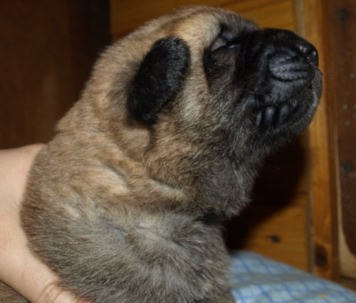 Female puppy 13 days old
Est Ch  Elton z Kraje Sokolu (Massai) X  Anais Rio Rita (Anja)
18.10.2008

Keywords: puppyestonia