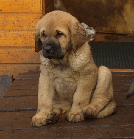 7 weeks old female puppy
Est Ch  Elton z Kraje Sokolu (Massai) X  Anais Rio Rita (Anja)
18.10.2008

Keywords: puppyestonia anuler