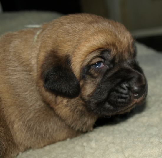 Puppy from kennel Anuler, 12 days old (12dias)
Elton z Kraje Sokolu x Anais Rio Rita
Keywords: Anuler