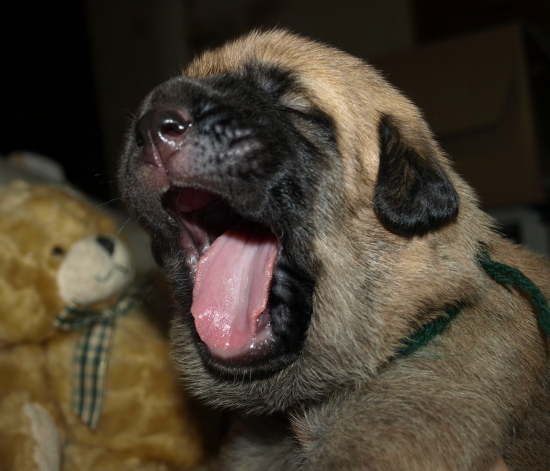 14 days old female puppy, Elton z Kraje Sokolu x Anais Rio Rita
Cachorro hembra del afijo Anuler (14 días)
Keywords: anuler