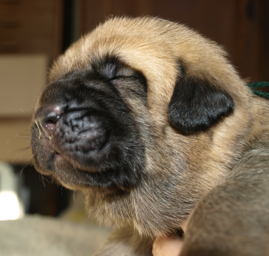 Puppy from kennel Anuler, 12 days old (12dias)
Elton z Kraje Sokolu x Anais Rio Rita
Keywords: Anuler