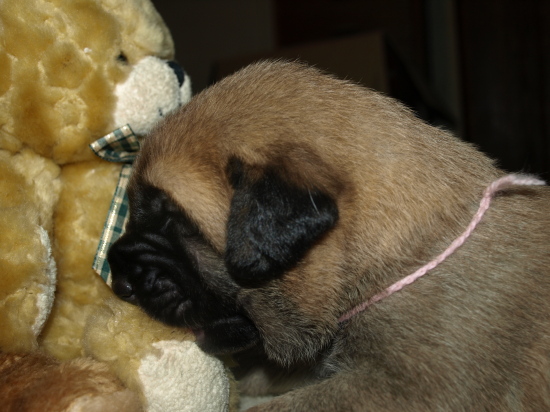 14 days old female puppy, Elton z Kraje Sokolu x Anais Rio Rita
Cachorro hembra del afijo Anuler (14 días)
Keywords: anuler