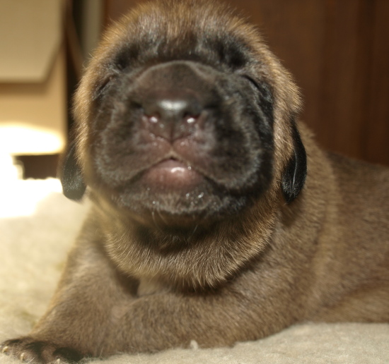 Puppy from kennel Anuler, 12 days old (12dias)
Elton z Kraje Sokolu x Anais Rio Rita
Keywords: Anuler