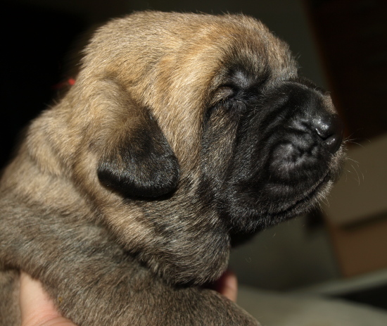 Puppy from kennel Anuler, 12 days old (12dias)
Elton z Kraje Sokolu x Anais Rio Rita
Keywords: Anuler