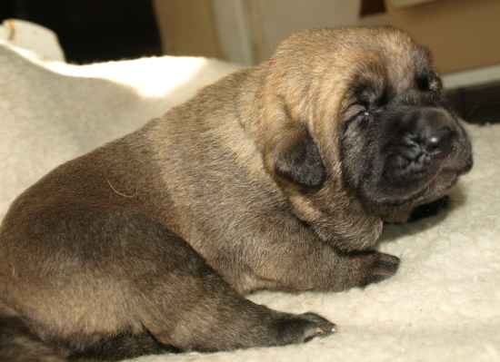 Puppy from kennel Anuler, 12 days old (12dias)
Elton z Kraje Sokolu x Anais Rio Rita
Keywords: Anuler