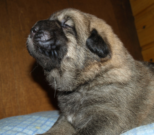 Male puppy - 13 days old
Elton z Kraje Sokolu x Anais Rio Rita
