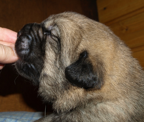 Male puppy - 13 days old
Est Ch  Elton z Kraje Sokolu (Massai) X  Anais Rio Rita (Anja)
18.10.2008

Keywords: puppyestonia