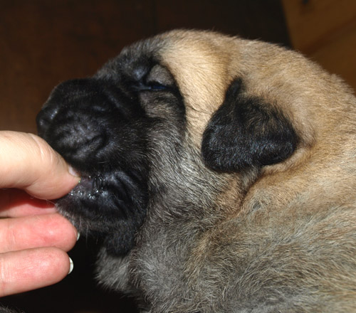 Male puppy - 13 days old
Est Ch  Elton z Kraje Sokolu (Massai) X  Anais Rio Rita (Anja)
18.10.2008

Keywords: puppyestonia