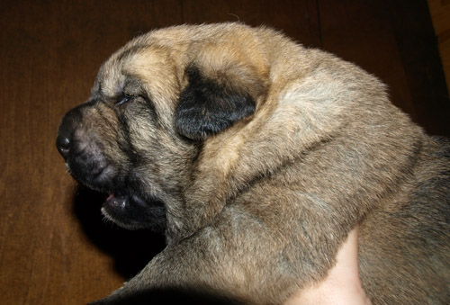 Male puppy - 13 days old
Est Ch  Elton z Kraje Sokolu (Massai) X  Anais Rio Rita (Anja)
18.10.2008

Keywords: puppyestonia