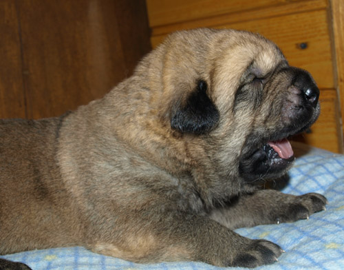 Male puppy - 13 days old
Est Ch  Elton z Kraje Sokolu (Massai) X  Anais Rio Rita (Anja)
18.10.2008

Keywords: puppyestonia