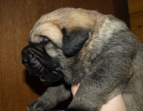 Male puppy - 13 days old
Est Ch  Elton z Kraje Sokolu (Massai) X  Anais Rio Rita (Anja)
18.10.2008

Keywords: puppyestonia