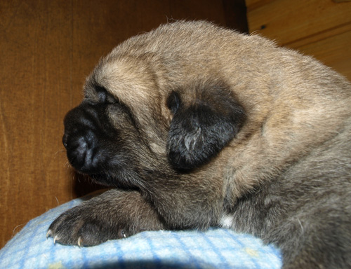 Male puppy - 13 days old
Elton z Kraje Sokolu x Anais Rio Rita
