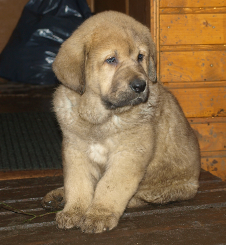 7 weeks old male puppy
Est Ch  Elton z Kraje Sokolu (Massai) X  Anais Rio Rita (Anja)
18.10.2008

Keywords: puppyestonia anuler