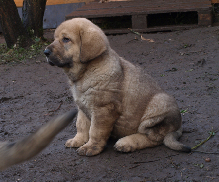 7 weeks old male puppy
Elton z Kraje Sokolu x Anais Rio Rita
18.10.2008

Keywords: puppyestonia anuler