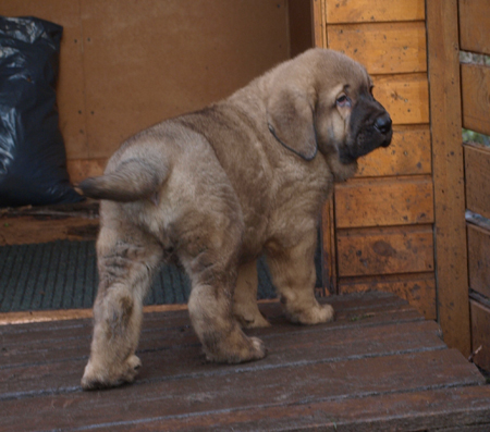 7 weeks old male puppy
Est Ch  Elton z Kraje Sokolu (Massai) X  Anais Rio Rita (Anja)
18.10.2008

Keywords: puppyestonia anuler