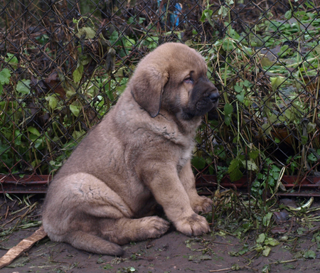 7 weeks old male puppy
Est Ch  Elton z Kraje Sokolu (Massai) X  Anais Rio Rita (Anja)
18.10.2008

Keywords: puppyestonia anuler