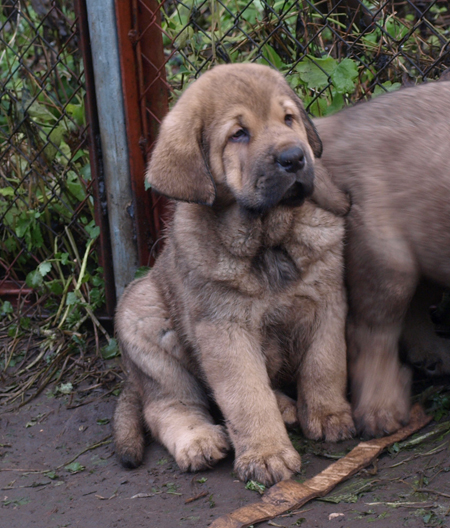 7 weeks old male puppy
Est Ch  Elton z Kraje Sokolu (Massai) X  Anais Rio Rita (Anja)
18.10.2008

Keywords: puppyestonia anuler