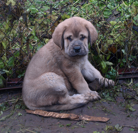 7 weeks old male puppy
Est Ch  Elton z Kraje Sokolu (Massai) X  Anais Rio Rita (Anja)
18.10.2008

Keywords: puppyestonia anuler