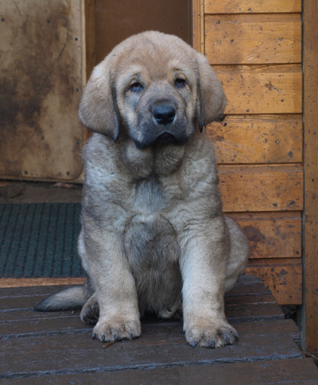 7 weeks old male puppy
Est Ch  Elton z Kraje Sokolu (Massai) X  Anais Rio Rita (Anja)
18.10.2008

Keywords: puppyestonia anuler