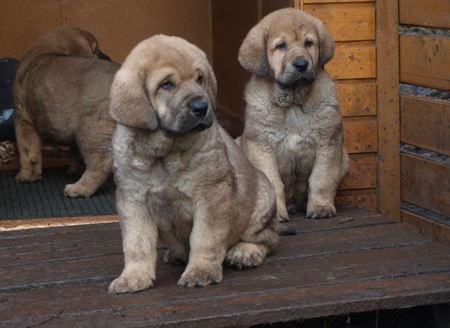 7 weeks old male puppies
Elton z Kraje Sokolu x Anais Rio Rita
18.10.2008

Keywords: puppyestonia anuler