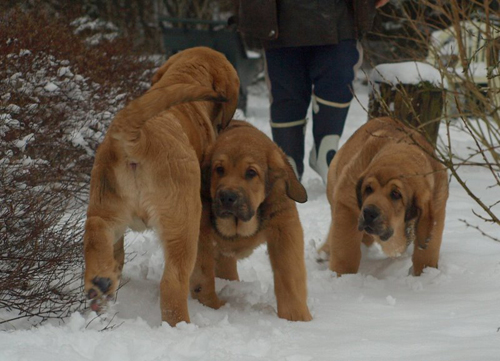 Anuler males 3 month old
EST CH Elton z Kraje Sokolu x Anais Rio Rita
Born: 18.10.2008
Keywords: anuler puppyestonia snow nieve